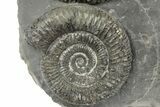 Ammonite (Dactylioceras) Fossil Cluster - England #243496-3
